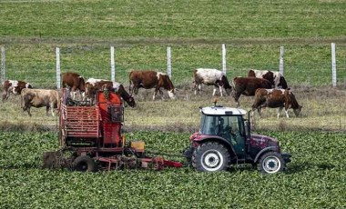 Başlık: 25 Bin Metrekarelik Tesiste 3 Ton Günlük Mantar Üretimi Yapılıyor, 48 Şehre Gönderiliyor