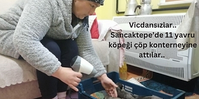 Vicdansızlar.. Sancaktepe’de 11 yavru köpeği  çöp konterneyine attılar