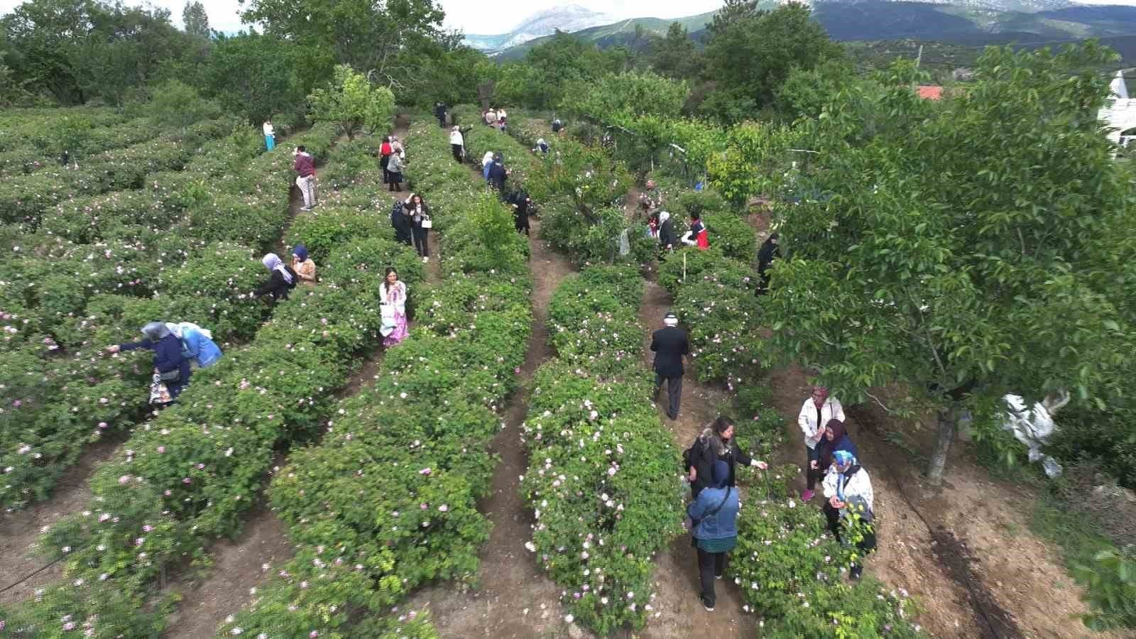Uluslararası Isparta Gül Festivali’nin ikinci gününde Güneykent beldesinde gül hasadı