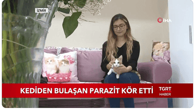 Kedileri Severken Dikkat! Kediler sevimli hayvanlar. Sokakta görsek bile sevmek