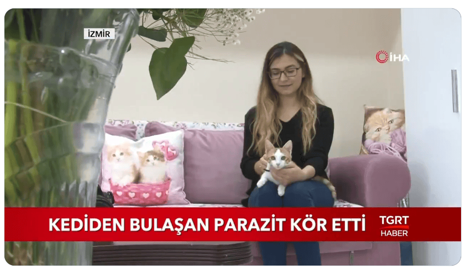 Kedileri Severken Dikkat! Kediler sevimli hayvanlar. Sokakta görsek bile sevmek