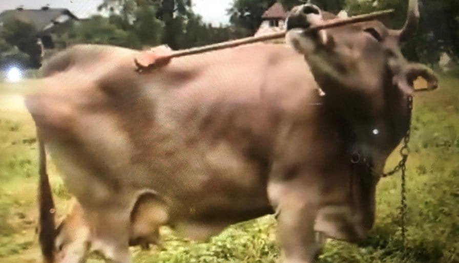 Bilgi Diyeti Yapmazsanız Zihinsel Köle Olacaksınız! 4 Ezber-bozan-Veronika