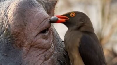 Afrika’da bir hipopotam (Su Aygırı), kırmızı gagalı ökse kuşlarının vücudundaki