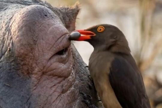 Afrika’da bir hipopotam (Su Aygırı), kırmızı gagalı ökse kuşlarının vücudundaki