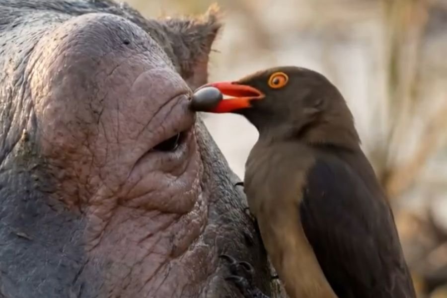 Afrika’da bir hipopotam (Su Aygırı), kırmızı gagalı ökse kuşlarının vücudundaki